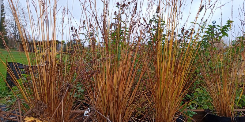 Molinia caerulea 'Igel' Siniheinä